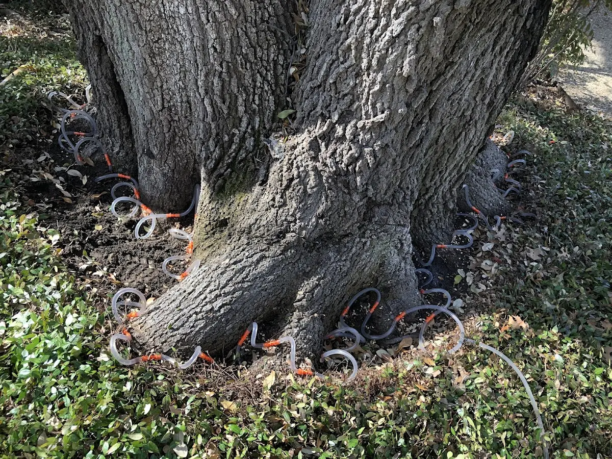 Detailed Tree Cabling and Bracing job site in Burr Hill