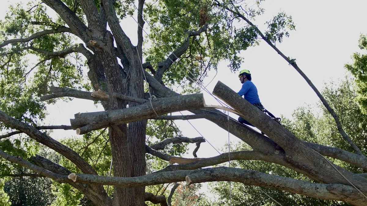 Professional Hazardous Tree Removal performed by certified arborists in Burr Hill