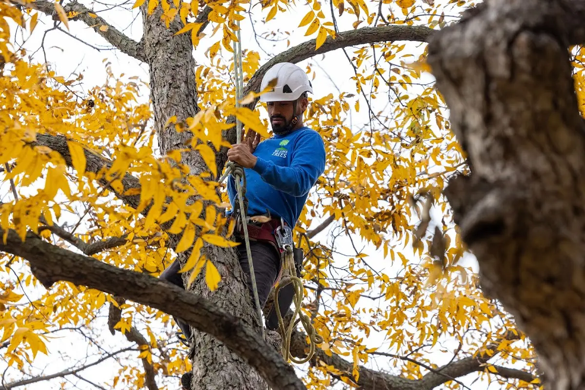 Skilled Emergency Tree Service crew working in Burr Hill